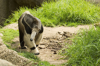 Giant anteater, Santa barbara zoo, Anteater, Zoo animals HD wallpaper
