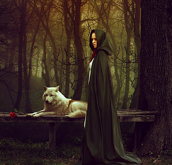 Once at Night, night, rose, fantasy, wolf, forest HD wallpaper