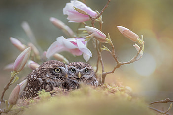 Owls and magnolias, pink, bird, flower, couple, pasare, bufnita, magnolia, owl HD wallpaper