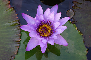 Water lily, blue flower, water, close up HD wallpaper