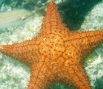 Ocean, starfish, oceans, fish, nature HD wallpaper