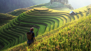 Rice fields, Mesmerizing , Ryan Peltier's post HD wallpaper