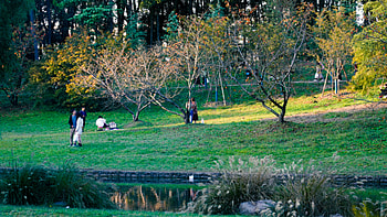 graphy, park HD wallpaper