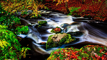 Body of water, outdoor, forest, river, nature HD wallpaper