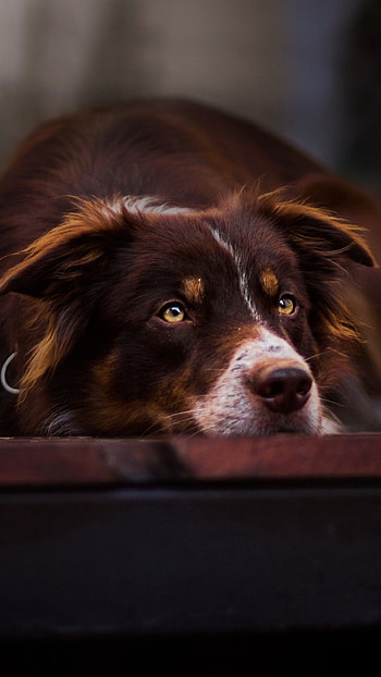 Devoted canine friend, Animal lover's delight, Dog's loyal eyes, Furry companion HD phone wallpaper