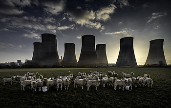 Nuclear Plant, , Power Plant, Sheep HD wallpaper