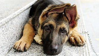 German Shepherd, Pets HD wallpaper