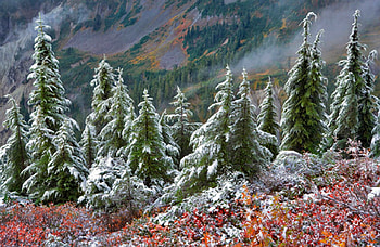 Winter Trees, winter, trees, beautiful HD wallpaper