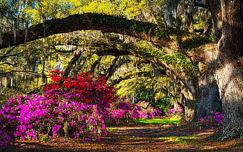 Charleston South Carolina, Spring Azalea Flowers, blossoms, path, park, sunrays, trees, usa HD wallpaper
