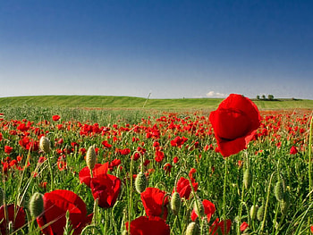 fragilepop, poppies, red HD wallpaper