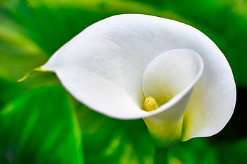 Flowers, Flower, Macro, Bloom, Flowering, Calla HD wallpaper
