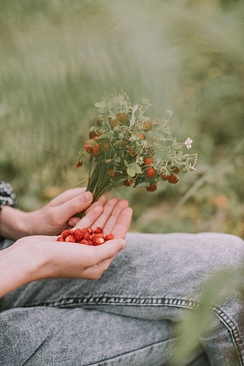 Strawberry, Berries, Miscellanea, Miscellaneous, Bouquet, Hands, Ripe, Wild Strawberries HD phone wallpaper
