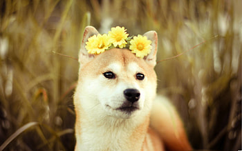 Doge In Galaxy HD wallpaper