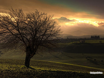 single tree, set, sky, sun, tree HD wallpaper