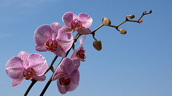 Flowers, Sky, Branch, Striped, Orchid HD wallpaper