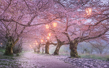 Cherry Blossoms in Iwakuni Japan, , windows HD wallpaper