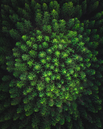 Nature, Trees, View From Above, Forest HD phone wallpaper