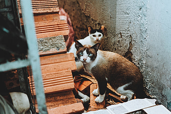 Animals, Cats, Street, Ruins HD wallpaper