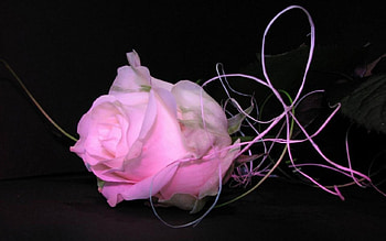 Tender Pink, rose, soft, pink, flower HD wallpaper