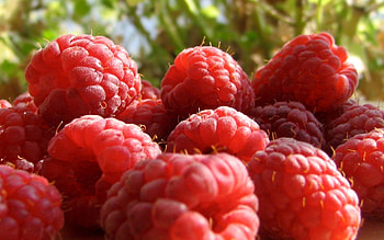 Raspberry, Macro, Sweet, Berry, Ripe HD wallpaper