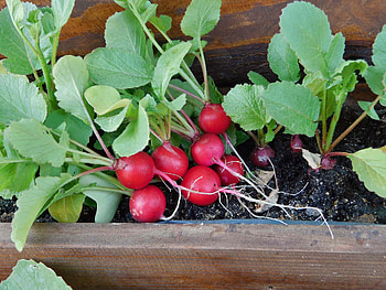 Grow radishes in pots, Compact gardening, Easy to cultivate, Clean and green HD wallpaper
