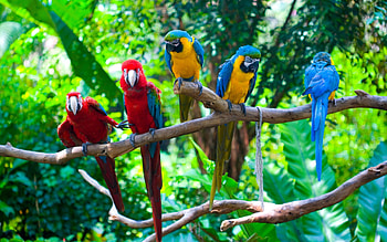 Macaw, animal, bird, parrot HD wallpaper