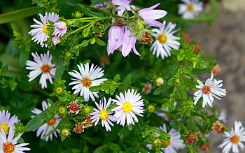 Flowers, Camomile, Bluebells, Greens, Spring HD wallpaper