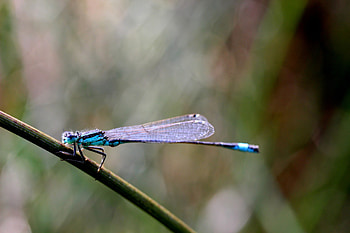 Macro, Close-Up, Branch, Insect HD wallpaper