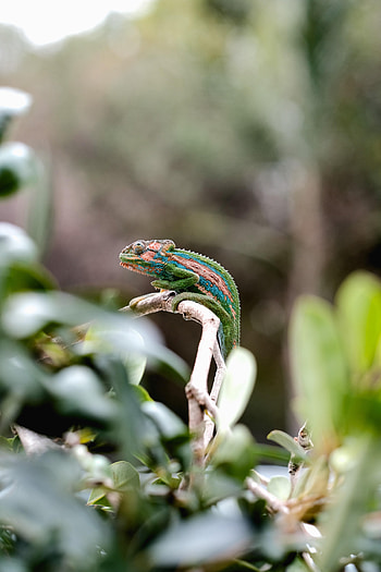 Animals, Nice, Sweetheart, Reptile, Chameleon HD phone wallpaper