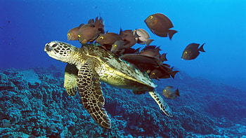 Animals, Fishes, Underwater World, Underwater Turtle, Underwater Tortoise HD wallpaper
