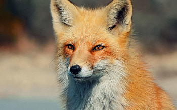 Animals, Fox, Eyes, Predator HD wallpaper