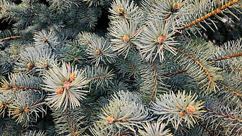 Winter pine tree branches, Swinging cones, Windy atmosphere, Frosty landscape HD wallpaper