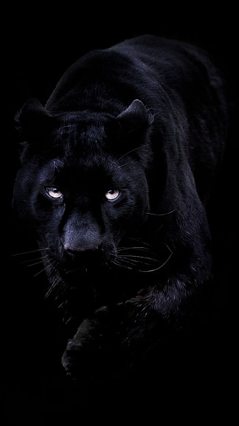 Black, Panther, Black Panther, Animal HD phone wallpaper