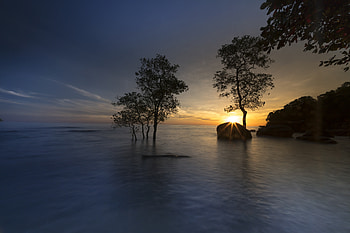 Mangrove, trees, sunset, sea, skyline HD wallpaper