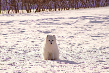 Animals, Snow, Arctic Fox, Polar Fox HD wallpaper