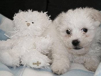 puppys puppy toy, toy, puppy HD wallpaper