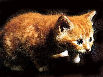 Baby orange cat, baby, kitten, cat, porange HD wallpaper