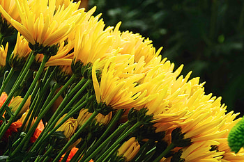 Yellow, flowers, fresh HD wallpaper