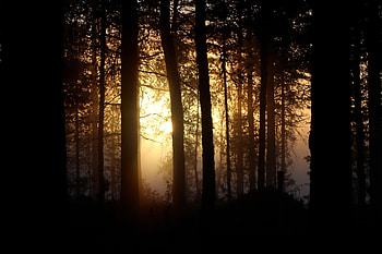 Sun, Dark, Shine, Light, Wood, Forest, Tree, Branches HD wallpaper