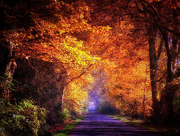 October stroll, path, trees, colors, autumn, forest HD wallpaper
