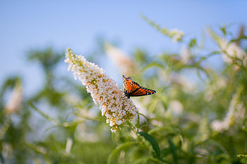 Animals, Grass, Leaves, Patterns, Insect, Butterfly HD wallpaper