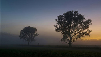 Trees - Fog Landscape Lonely Tree Nature Of Beauty for 16:9 High HD wallpaper