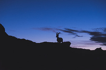 Night, Dark, Silhouette, Mountain Goat HD wallpaper