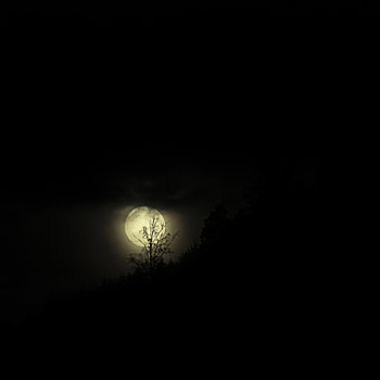 Night, Moon, Dark, Branches HD phone wallpaper