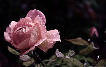Plants, Flowers, Roses, Drops HD wallpaper