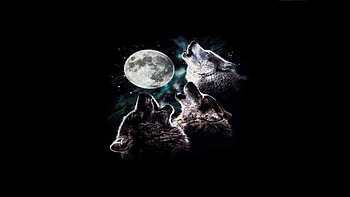 Howling Wolves, howling dogs, wolves, howl, beautiful, livingdoll, wolf, howling, moon HD wallpaper