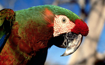 Animals, Parrots, Beak, Multicolored, Motley, Color HD wallpaper