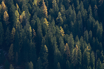 Nature, Trees, Dark, Forest, Fir, Spruce HD wallpaper