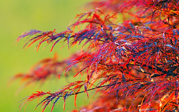 Plants, Leaves HD wallpaper