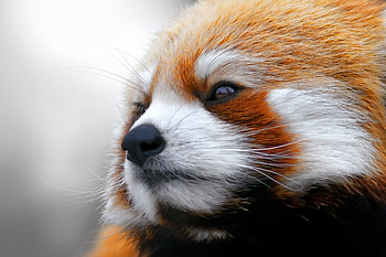 Animals, Muzzle, Wool, Red Panda HD wallpaper